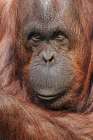 Orangutan-Pongo-native to Borneo and Sumatra Botanical Print